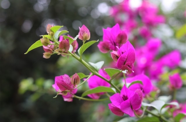 女神节创意祝福语